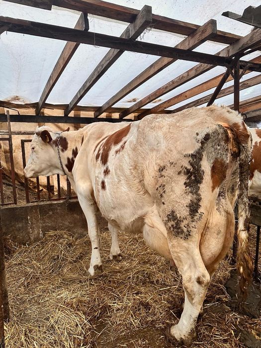 Vacă de vânzare la alegere