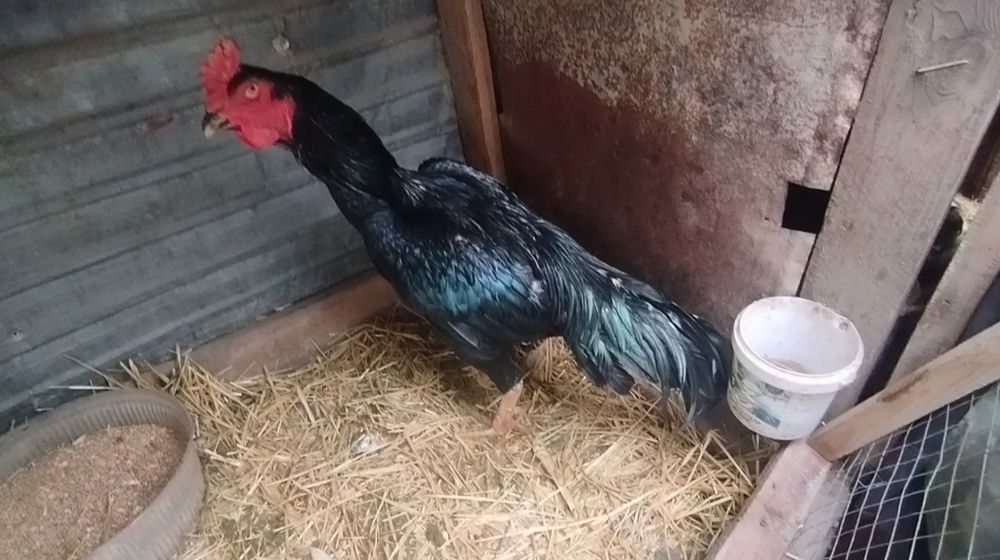 Чолпан дакан 2 года