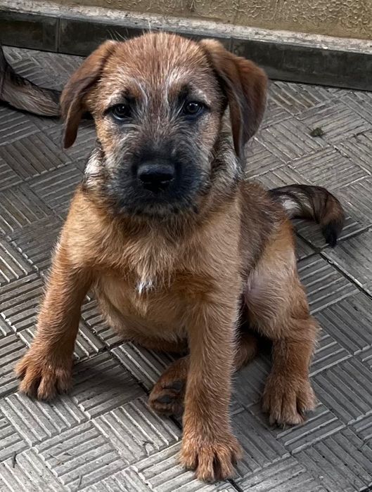 Dau pt adoptie 6 caini frumosi si lipiciosi, 4 baieti si 2 fete.
