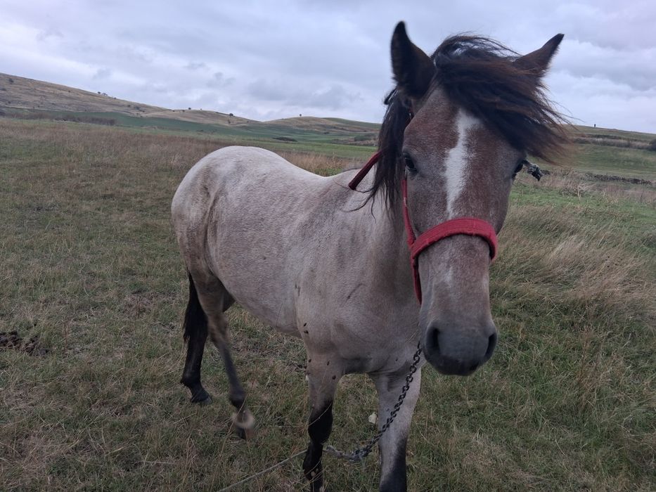 Manzoaca în 2 peri de un an