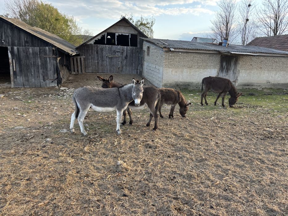 Vand famile de magari