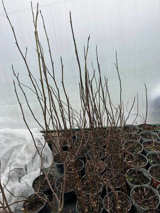 Магнолия в саксия 2 л