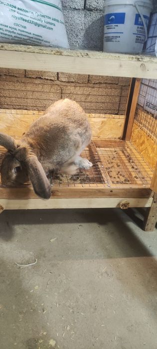 Куйон 5-6 кглик куйон