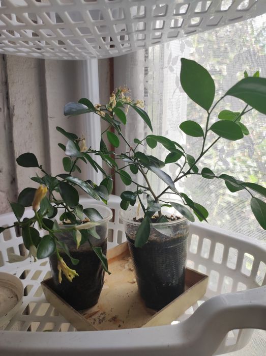 Комнатные растения