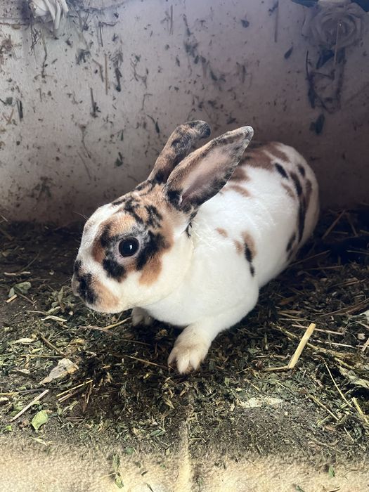 Iepuri Rex pitic tricolor !