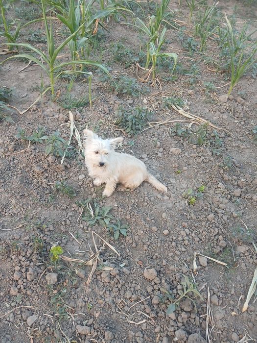 Spre adopție Corcitură de bichon.