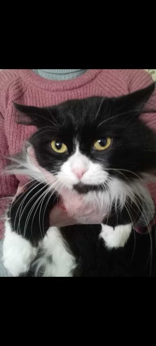 Кот ищет невесту для вязки срочно