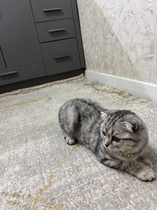 Шотландская вислоухая кошка