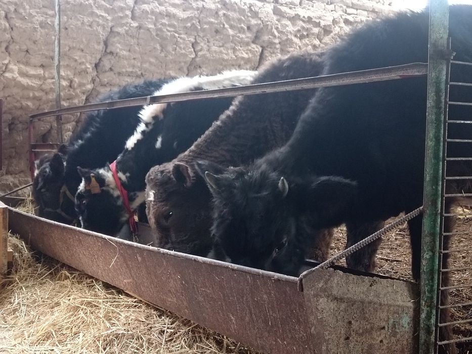 Tana gonajin sotilad