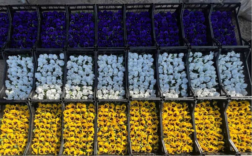 Viola / Виола в любом количестве