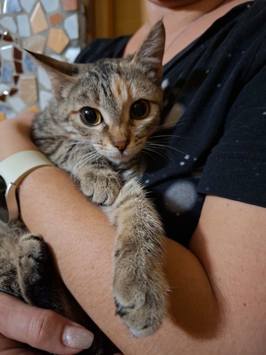 Отдам котёнка девочку