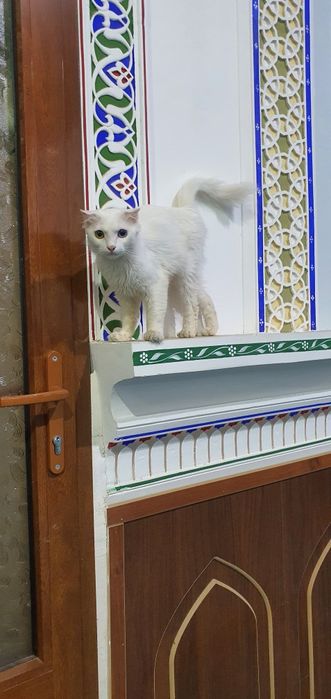 Yalangoch Kim mumkin bolgan surat