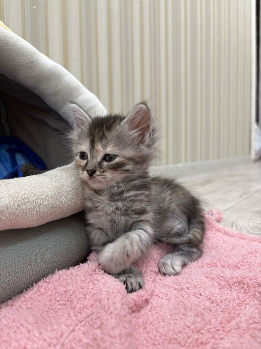 отдаем котят бесплатно