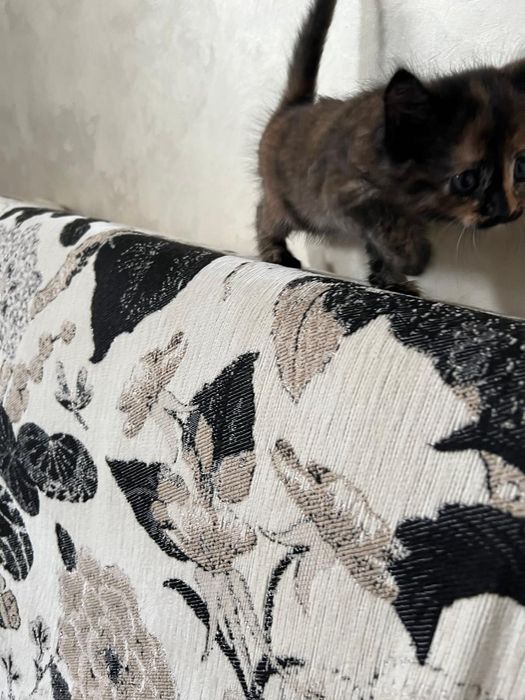 Котята в хорошие руки