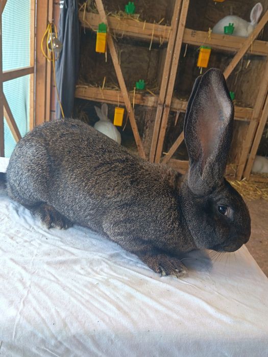 Iepuri. Cocoș. Uriaș german