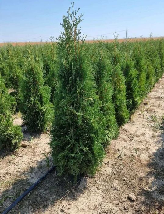 Tuia globular, leylandi, spirală, catalpa, brazi