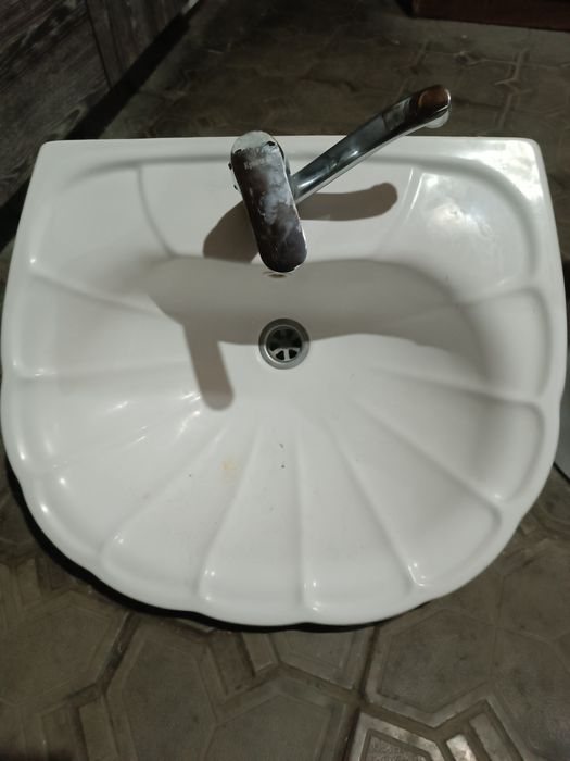 Раковина тюльпан