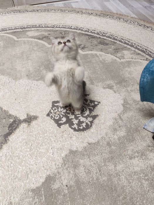 Шикарный  мальчишка серебристая шиншилла