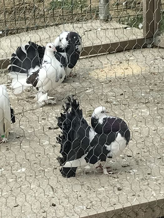 Porumbei Voltati / Rotati