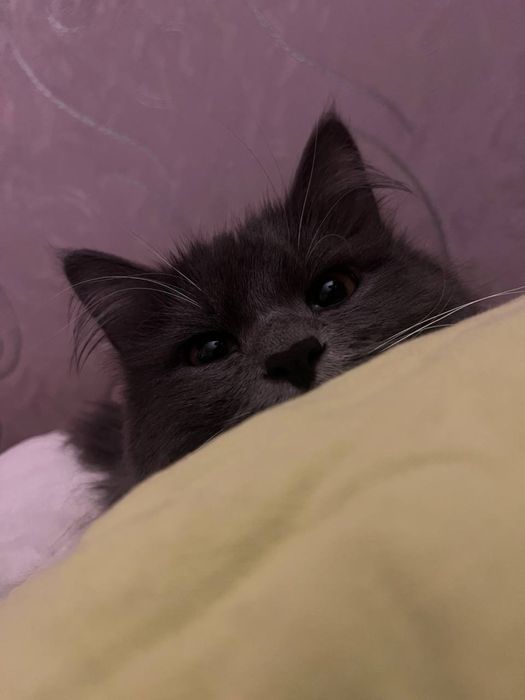 Котятки в добрые руки