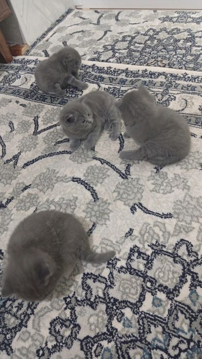 Fold strait pishikla sotiladi