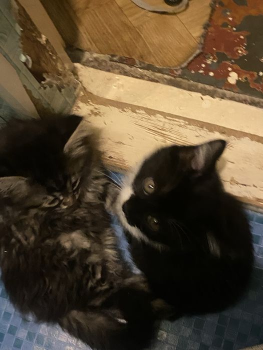 отдам котят ДАРОМ