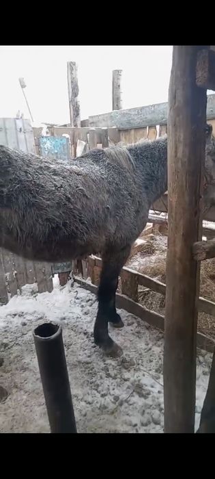 Продам кабылу и мерена