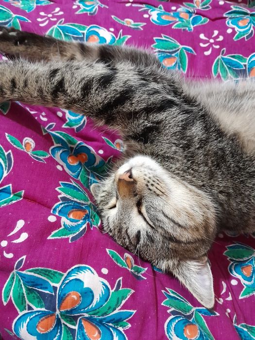 Отдаём котов даром.