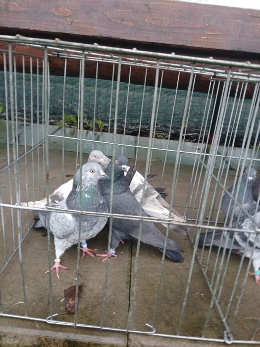 Porumbei tipleri englez