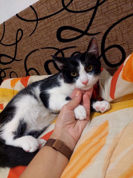 Ghem de blana alb cu negru pentru adoptie