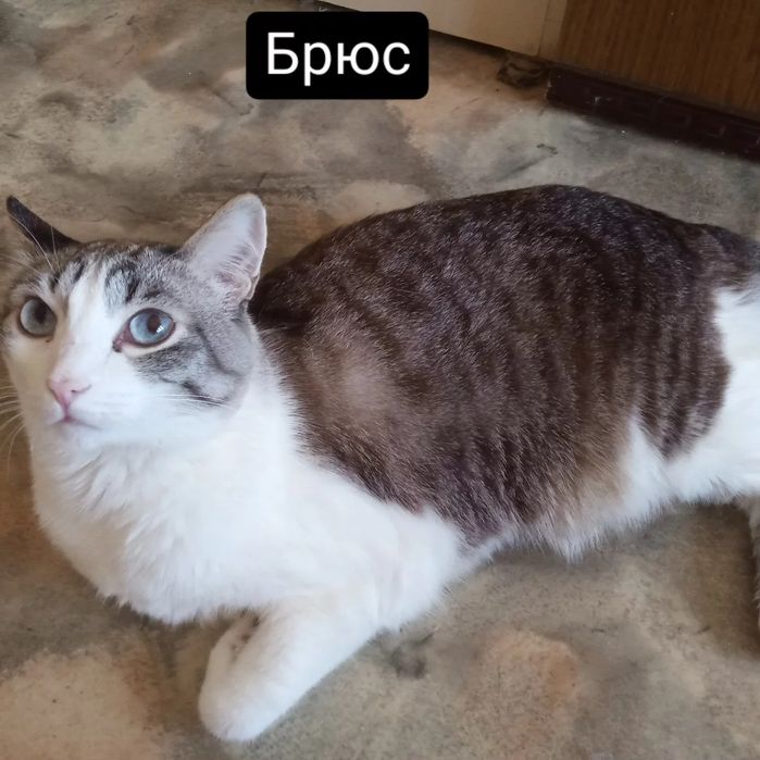 Супер большой кот Брюс