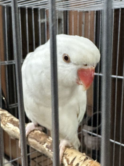 Ожиреловый попугай