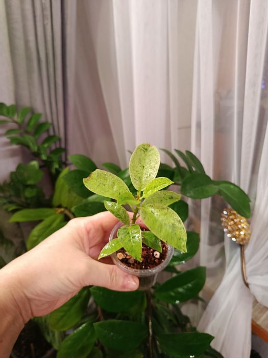 Продам, большой выбор ком растений.