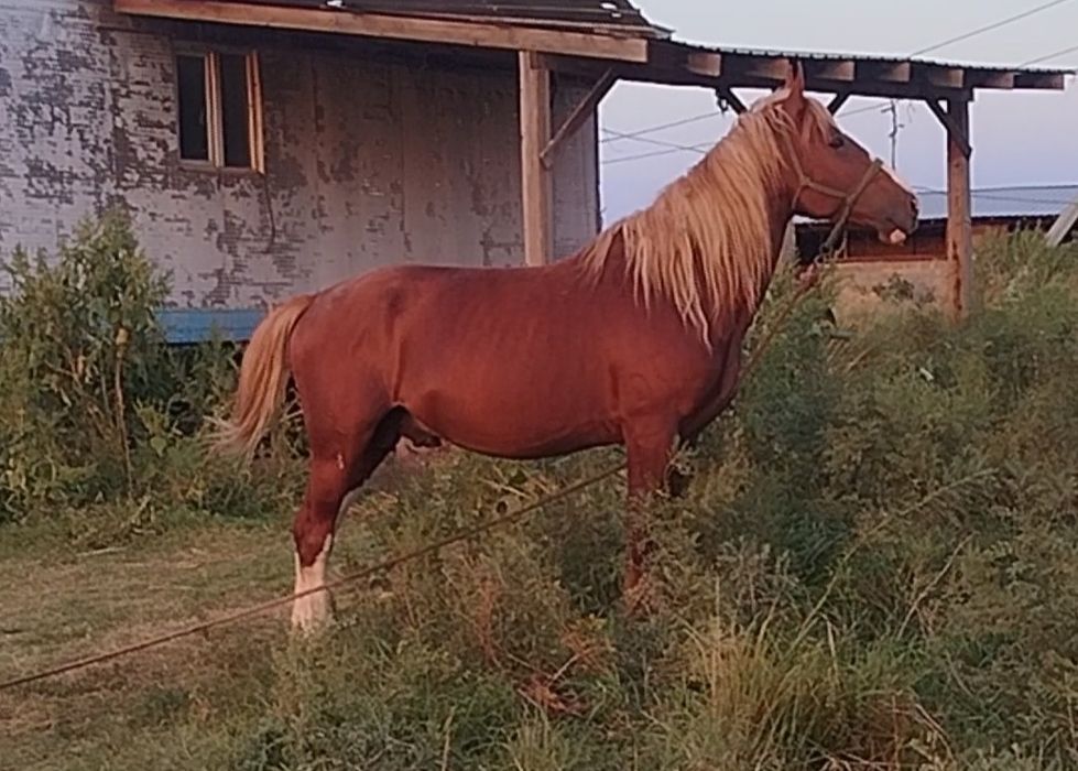 Айғыр Конь Жеребец Көкпарский