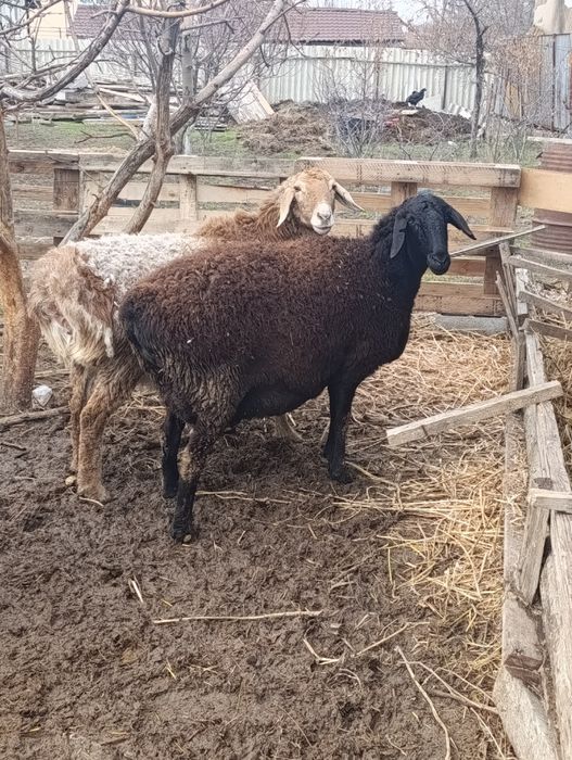 Матки гиссар арашан котные