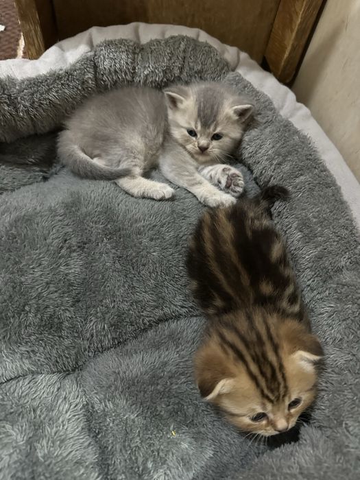Котята шатландцы