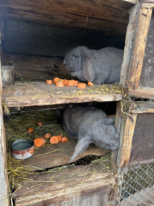 Iepuri berbec german de vanzare