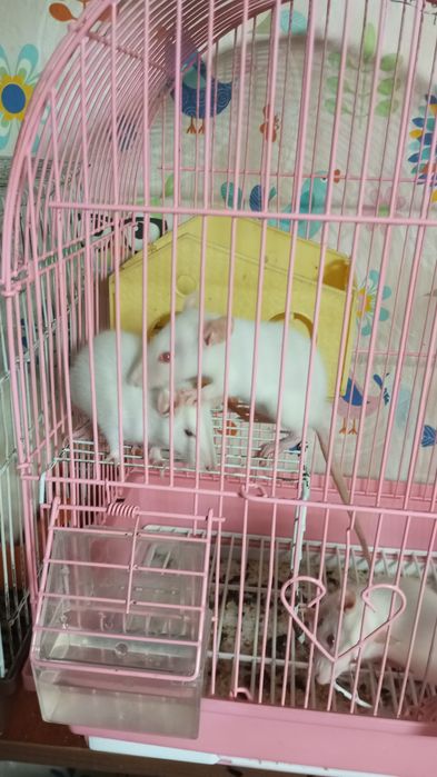 Продам крысят за 3500