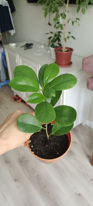 Фикусы мокламе, твилайт