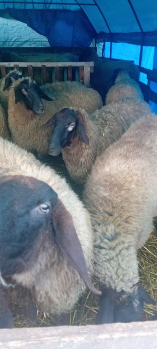 Vând 30 de oi carabase