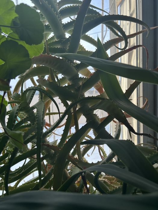 Продам алоэ лечебный