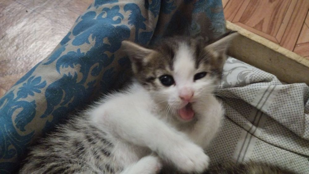 отдам бесплатно кошек