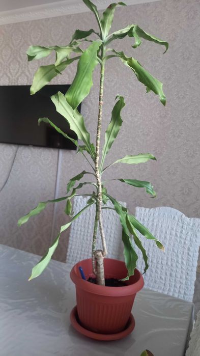 Срочно продам домашние цветы