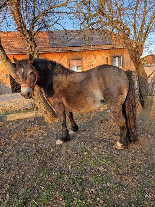 Vând iapă cestantă 3 ani