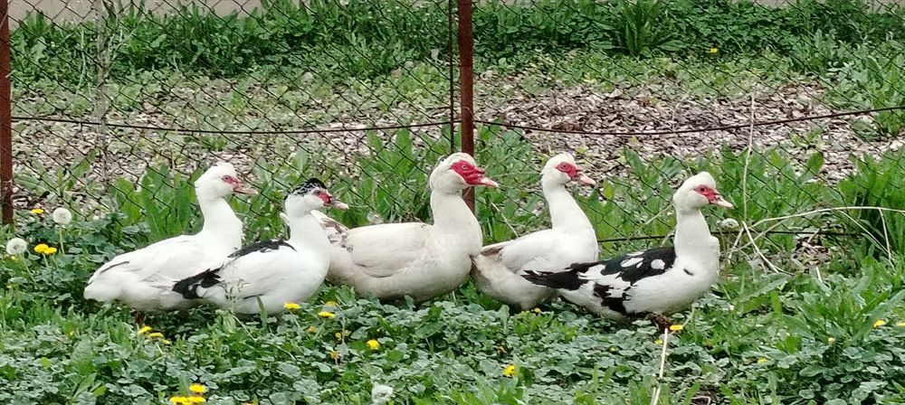 Продаю семью мускусные уток, утки молодые несут яйца