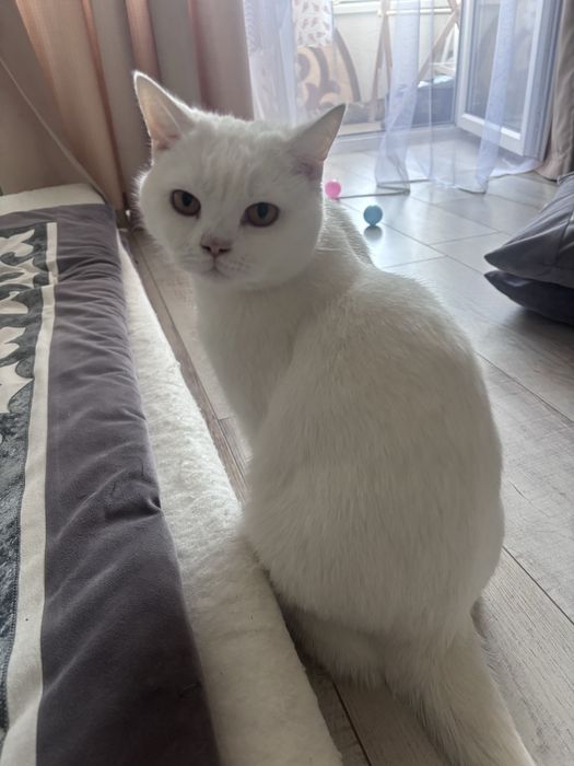 Отдам бриатнца кота в хорошие руки