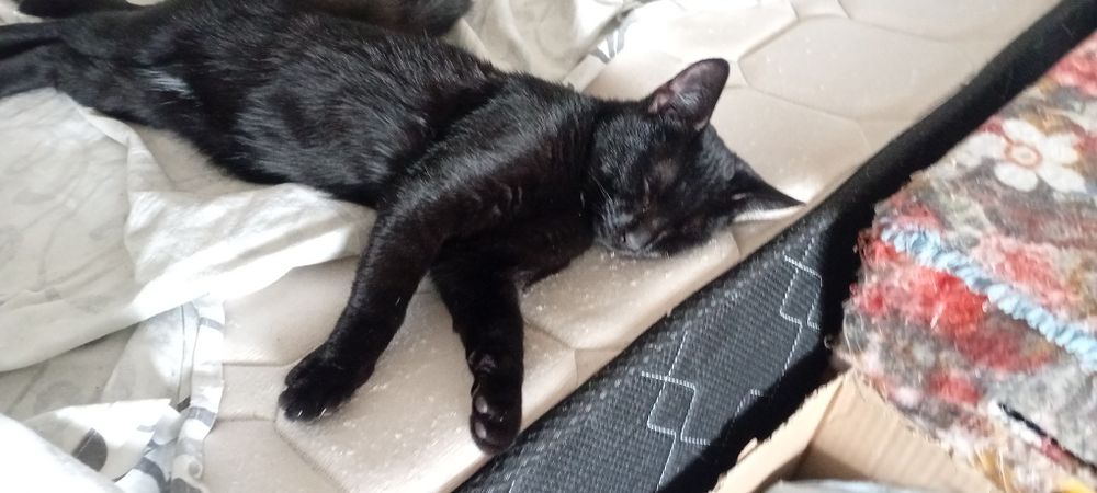 Короткошерстный, молодой кот