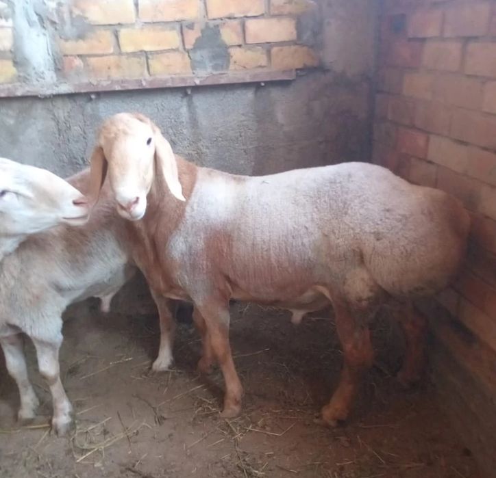 Продам  кучкар Баран Арашан смешанный