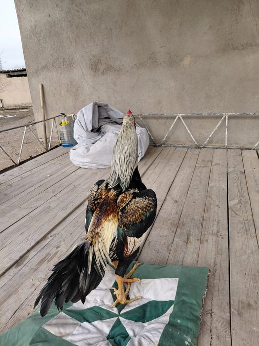 Бойцовы кораз дакан петух