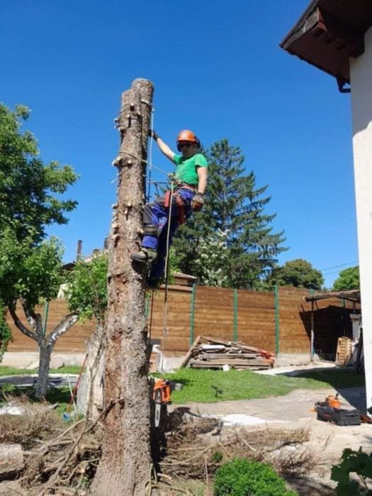 Рязане на опасни дървета по алпийски способ и автовишка